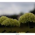 Pâles hortensias