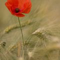 Coquelicot