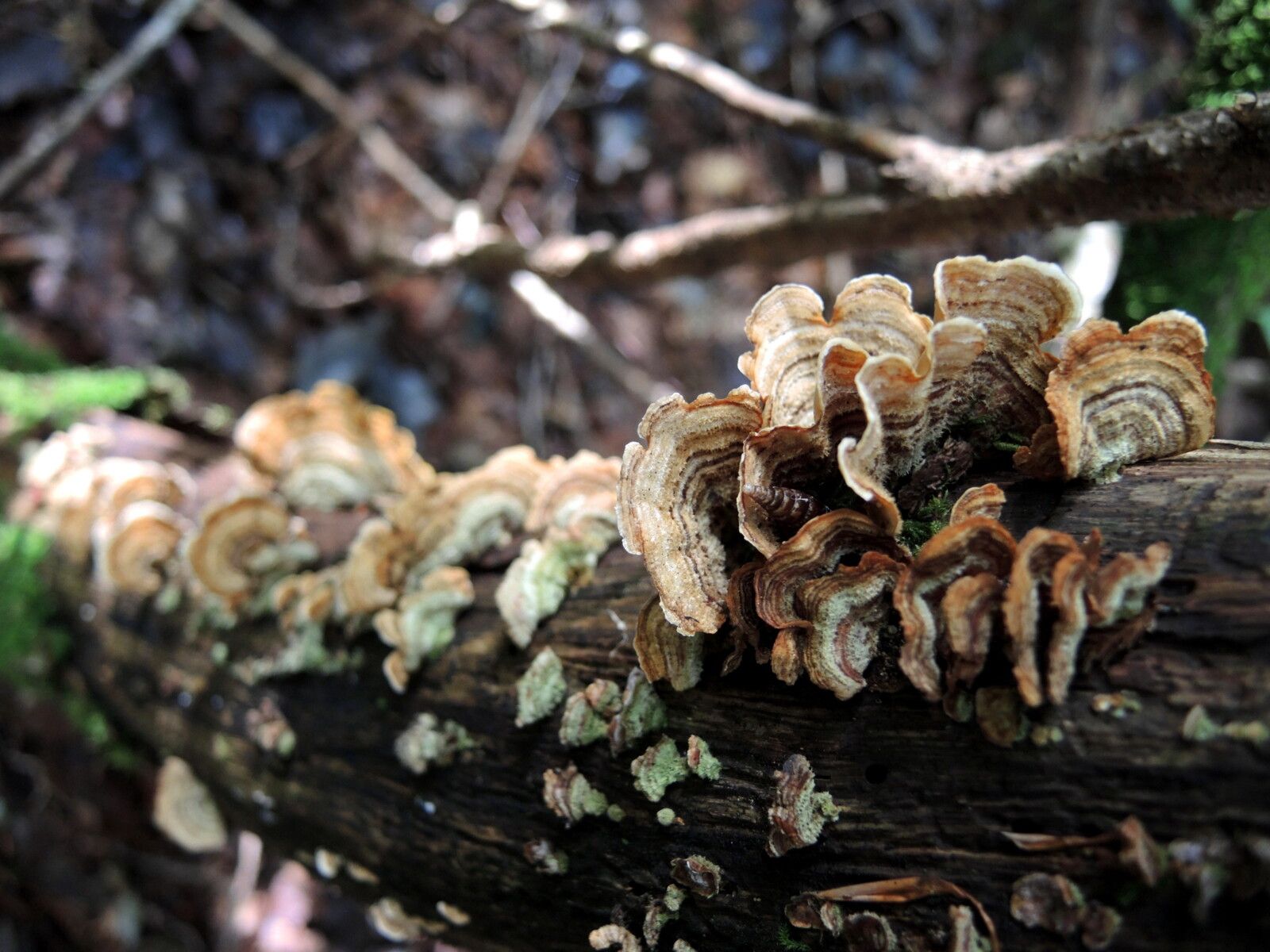 Corancy, dans les bois, champignons (58)