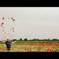 Enfin je l'ai trouvé !! Le champ de coquelicots