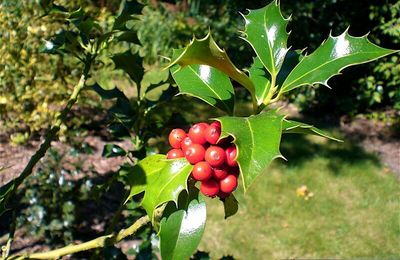 L'Arboretum des Prés des Culands et ses collections
