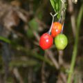 3 boules de couleurs