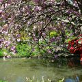 les cerisiers en fleurs du jardin japonais 