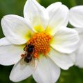 L'abeille à miel butine le dalhia