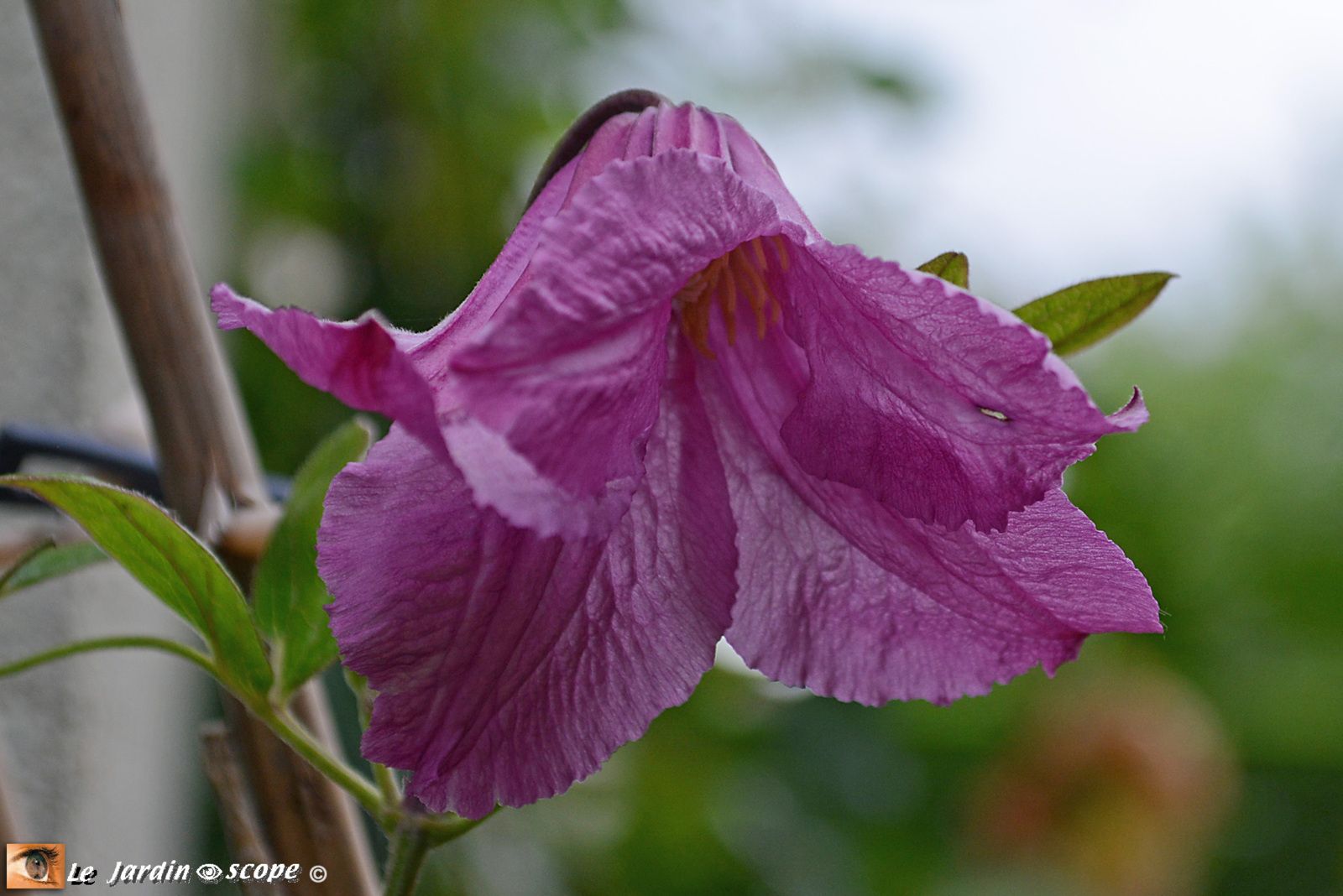 Clematis integrifolia Alionushka