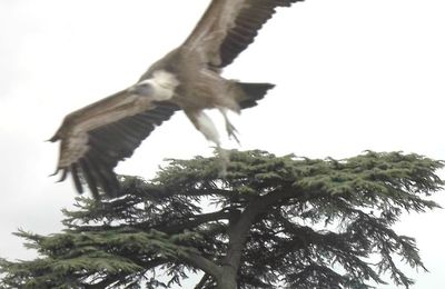 provins : spectacle aigles des remparts