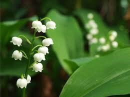 Voici le joli mois de mai...