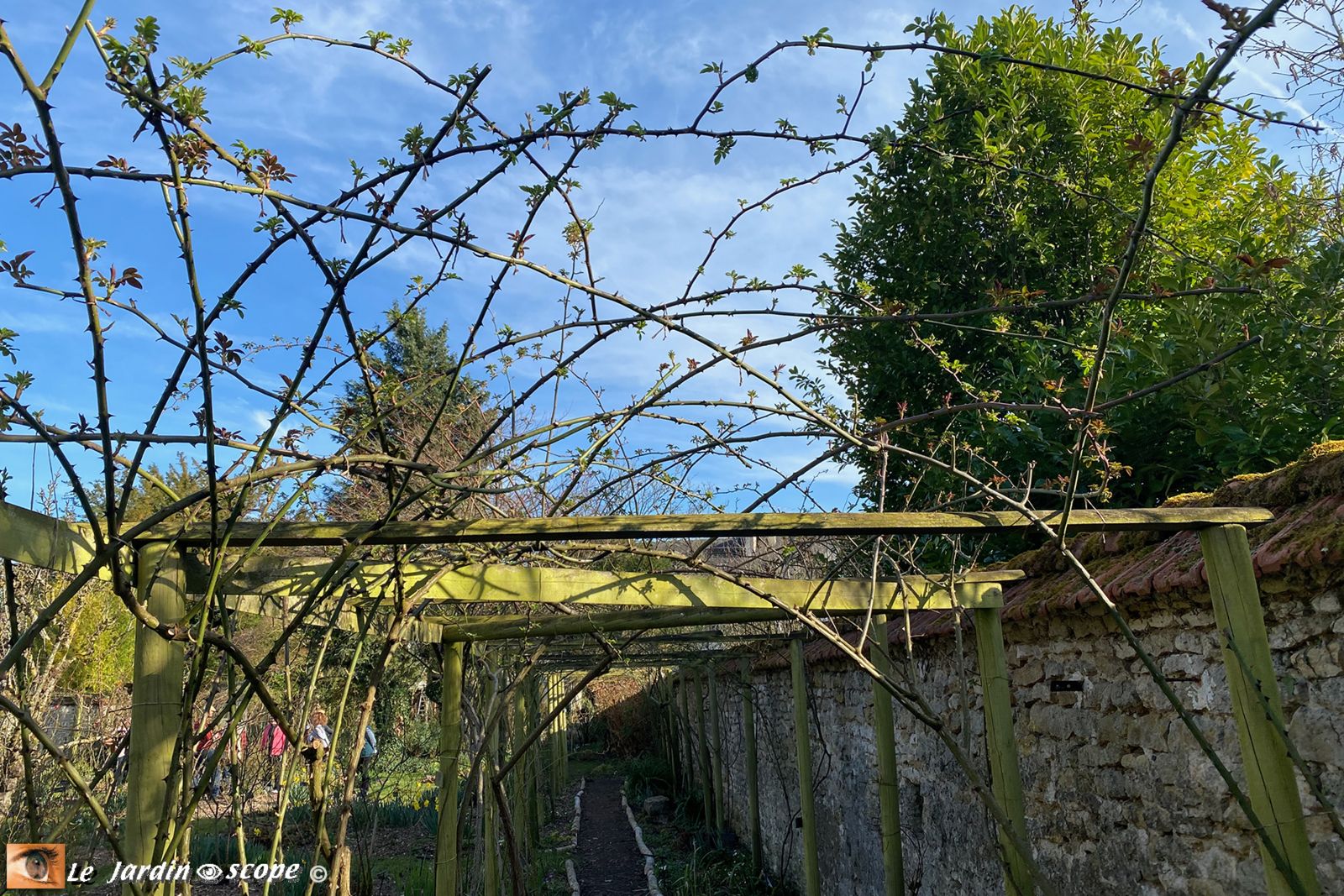 Cours de taille des rosiers dans le Jardin Personnel d'André Eve à Pithiviers