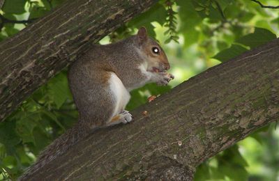 Ecureuil gris (Sciurus carolinensis)