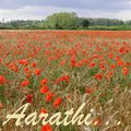 Spectacular display of Red Poppies - Sign of Summer 