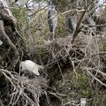 PARC ORNITHOLOGIQUE DU PONT DE GAU - CAMARGUE - DEUXIEME PARTIE 