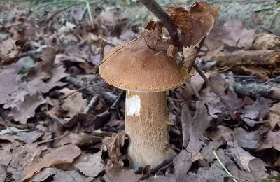 Saison des champignons 2025 : Rêves de cèpes...