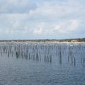 D'Arcachon au Cap-Ferret le 21 juillet 2014 (4)