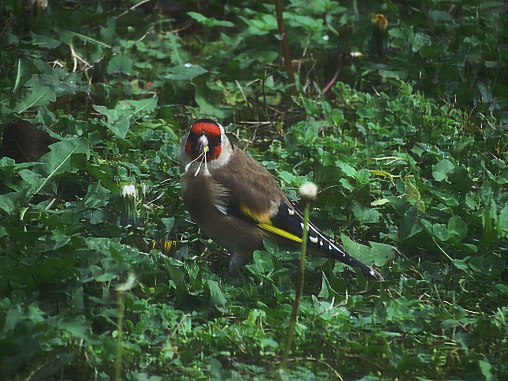 Mardi 04 novembre 2025: mes photos datent d'hier, les oiseaux avant la tonte , Dernière tonte , les fleurs bravent novembre, pause et silence contemplatif , les nuages pardessus le toit de ma cabane de jardin , mon diapo s'en suit ...