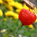 Au jardin , le Physalis