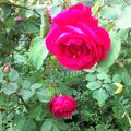 Rosa, rosae, rosam...