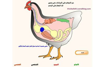 تشريح الدجاجة