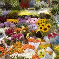 les fleurs sur les marchés