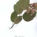 Herbier Acer tataricum 