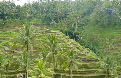 Bali, Zen.........................