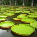 JARDIN DES PAMPLEMOUSSES...