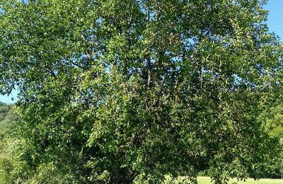 Le Chêne pubescent (Quercus pubescens)