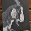 ♥ Chèvre en portrait