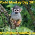 Aujourd'hui, dimanche 14 décembre 2014, Journée mondiale des singes