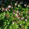 Très efficace pour étouffer les mauvaises herbes.