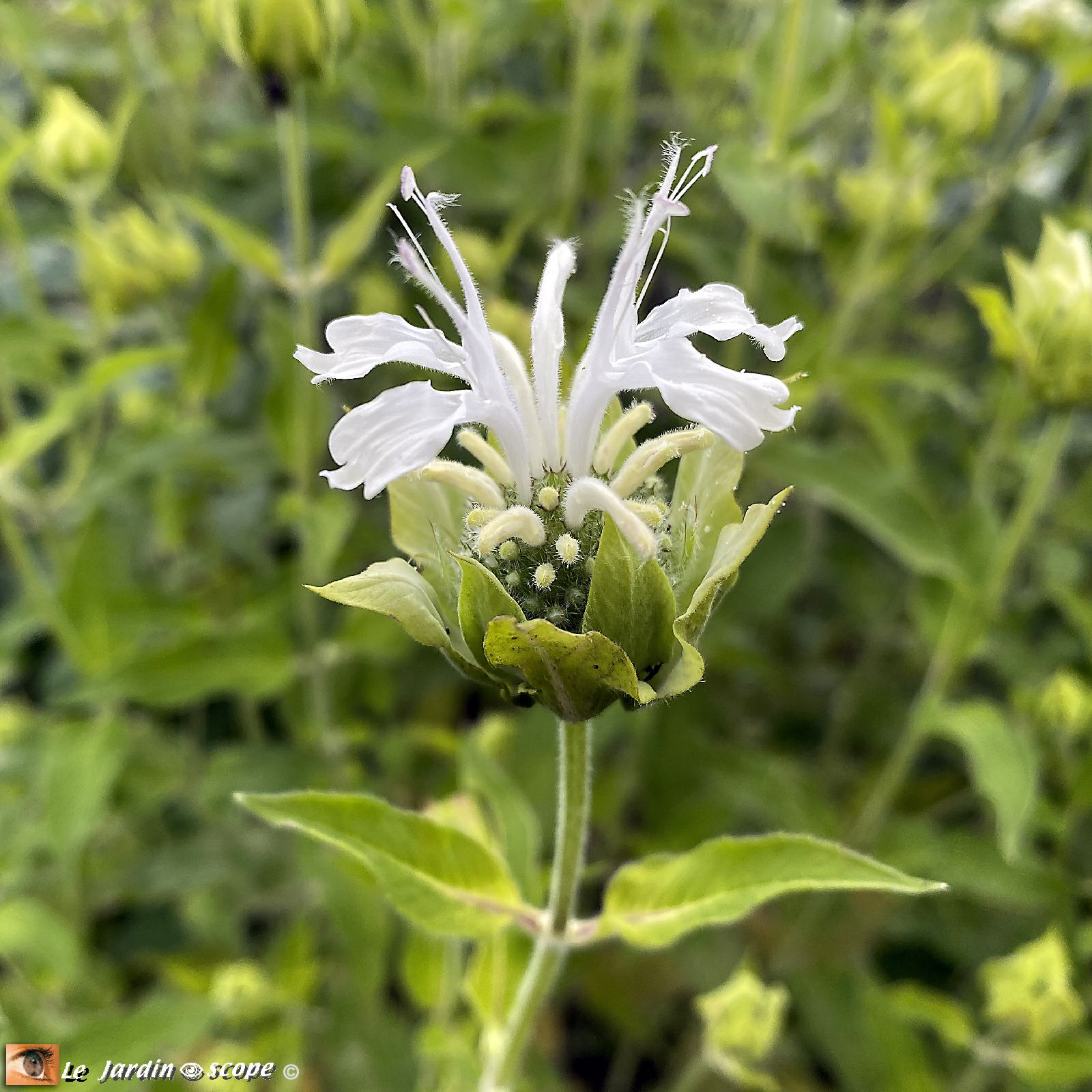 Monarde alba