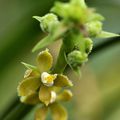 Encyclia maculosa