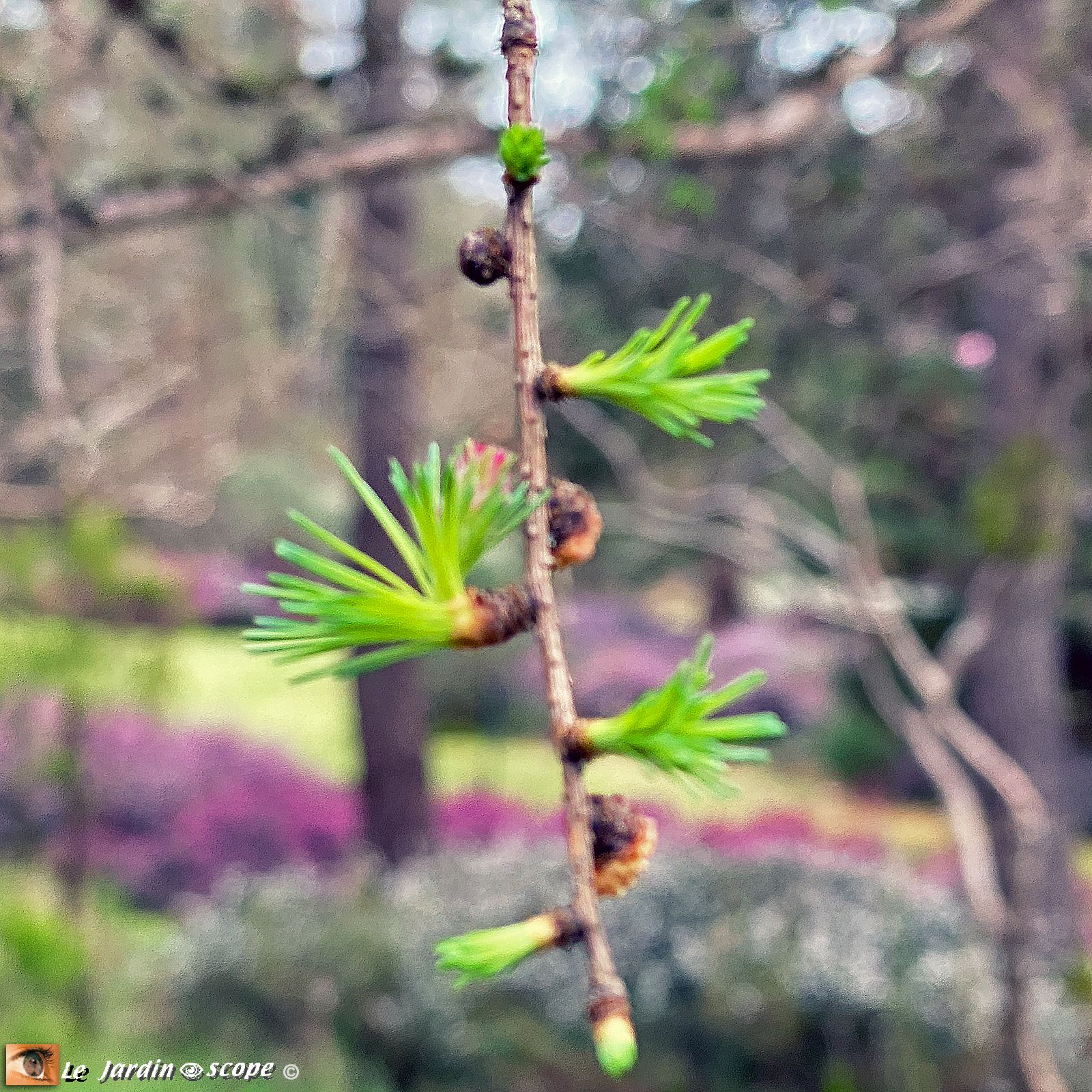 Arboretum Grandes Bruyères