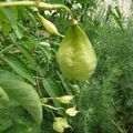 Si l'on allait au potager ... voisin !