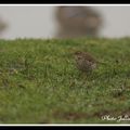 Pipit farlouse - anthus pratensis