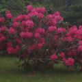 Rhodo dans la brume