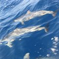 Dauphins (Mayotte toujours)