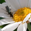 Oedemera Nobolis femelle