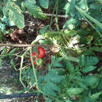 Les tomates sont mures