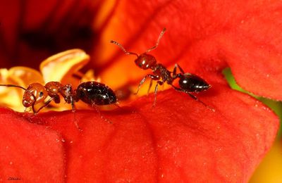 Camponotus lateralis et Crematogaster scutellaris