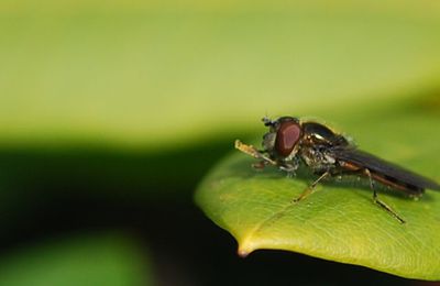 Une mouche sur une feuille de rododhendron