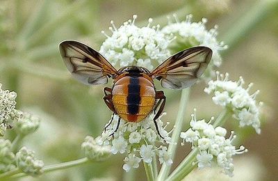 Phasia hemiptera (à confirmer)