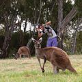 1er Kangourou en Australie, il était temps !!!