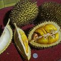 Short explaination of a local and special fruit : DURIAN