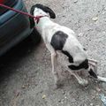 Jeune chien, rachitique, a vécu dans un espace exigü, abandonné au lac de Monestié sur Castelsarrasin, Septembre 2016 