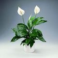 Le Spathiphyllum