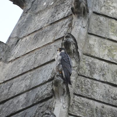 Décembre 2020 à février 2021