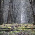 Les portes de la forêt