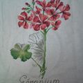 GERANIUM 2