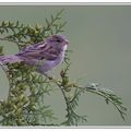 Dame Moineau perchée sur sa branche