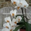 Orchidées #3